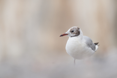 <i class='fa fa-user'></i> Gert-Jan Cromwijk |   Kokmeeuw  <i class='fa fa-eye'> 163</i>  <i class='fa fa-thumbs-up'> 7</i>   <i class='fa fa-comment-o'> 9</i>