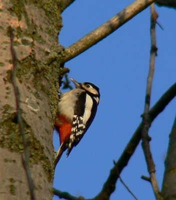 Zij zat heel hoog in de boom .Panasonic FZ30+raynox2,2 op 3mp stand is 1340mm F/4 1/1300 iso 100 OIS aan van af eenpootsttief. Iets gecropt en bewerkt in PS .