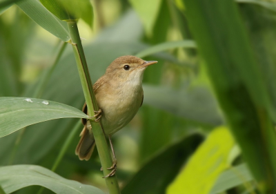 <i class='fa fa-user'></i> Leon706 |   Kleine Karekiet  <i class='fa fa-eye'> 183</i>   <i class='fa fa-comment-o'> 4</i>