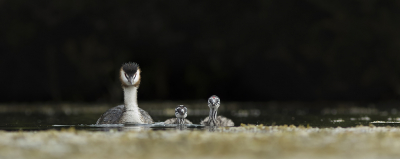 <i class='fa fa-user'></i> henksteen |   Fuut  <i class='fa fa-eye'> 272</i>  <i class='fa fa-thumbs-up'> 17</i>   <i class='fa fa-comment-o'> 11</i>