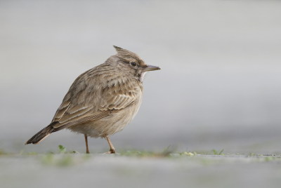 <i class='fa fa-user'></i> Gejo Wassink |   Kuifleeuwerik  <i class='fa fa-eye'> 280</i>  <i class='fa fa-thumbs-up'> 4</i>   <i class='fa fa-comment-o'> 5</i>