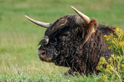 <i class='fa fa-user'></i> jacolienl |   Spreeuw  <i class='fa fa-eye'> 371</i>  <i class='fa fa-thumbs-up'> 18</i>   <i class='fa fa-comment-o'> 24</i>