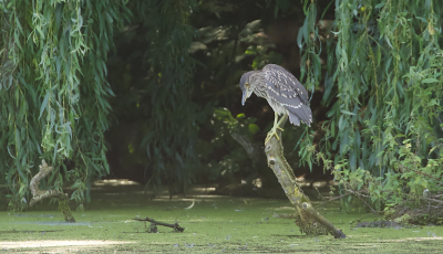 <i class='fa fa-user'></i> Leo Tukker |   Kwak  <i class='fa fa-eye'> 338</i>  <i class='fa fa-thumbs-up'> 13</i>   <i class='fa fa-comment-o'> 9</i>