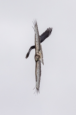 Je ziet vaak een buizerd en kraai ruzie maken in de lucht. het zijn blijkbaar geen vrienden. Ik was ze een beetje aan het volgen en dat leverde deze foto op