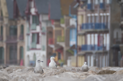 <i class='fa fa-user'></i> Gert-Jan Cromwijk |   Zilvermeeuw  <i class='fa fa-eye'> 286</i>  <i class='fa fa-thumbs-up'> 19</i>   <i class='fa fa-comment-o'> 7</i>