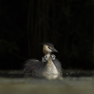 <i class='fa fa-user'></i> henksteen |   Fuut  <i class='fa fa-eye'> 180</i>  <i class='fa fa-thumbs-up'> 11</i>   <i class='fa fa-comment-o'> 27</i>