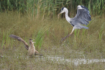 <i class='fa fa-user'></i> Gerard Visser |   Roerdomp  <i class='fa fa-eye'> 807</i>  <i class='fa fa-thumbs-up'> 58</i>   <i class='fa fa-comment-o'> 36</i>