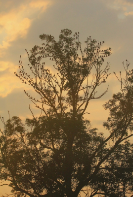 <i class='fa fa-user'></i> kruisje2000 |   Spreeuw  <i class='fa fa-eye'> 98</i>   <i class='fa fa-comment-o'> 18</i>