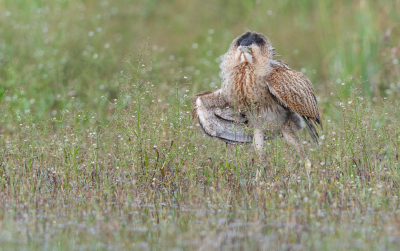 <i class='fa fa-user'></i> Hans Overduin |   Roerdomp  <i class='fa fa-eye'> 505</i>  <i class='fa fa-thumbs-up'> 29</i>   <i class='fa fa-comment-o'> 18</i>