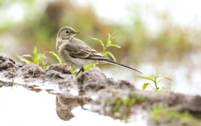 Samen met Kees Kroon een dag in een fotohut gezeten. Een dag met nauwelijks vogels voor de hut. Die dag alleen een Waterhoen, Blauwe Reiger en deze juveniele Witte Kwikstaart kunnen fotografen. Nog wel een paar andere soorten gezien, maar die bleven te ver weg.