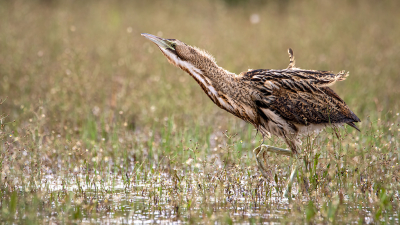 <i class='fa fa-user'></i> kevinhollmann |   Roerdomp  <i class='fa fa-eye'> 337</i>  <i class='fa fa-thumbs-up'> 16</i>   <i class='fa fa-comment-o'> 14</i>