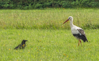 <i class='fa fa-user'></i> Truus Aletta Maan |   Ooievaar  <i class='fa fa-eye'> 97</i>  <i class='fa fa-thumbs-up'> 1</i>   <i class='fa fa-comment-o'> 16</i>