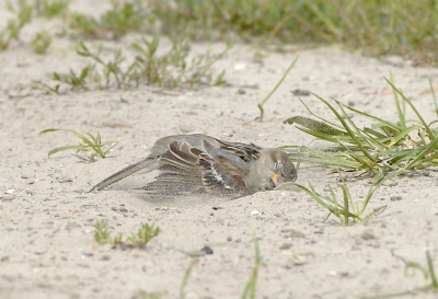 <i class='fa fa-user'></i> henkdikkers |   Huismus  <i class='fa fa-eye'> 237</i>  <i class='fa fa-thumbs-up'> 6</i>   <i class='fa fa-comment-o'> 7</i>