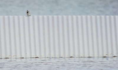 <i class='fa fa-user'></i> hansgans |   Witte Kwikstaart  <i class='fa fa-eye'> 127</i>  <i class='fa fa-thumbs-up'> 1</i>   <i class='fa fa-comment-o'> 19</i>