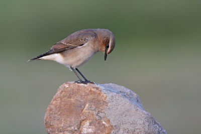 <i class='fa fa-user'></i> Gejo Wassink |   Tapuit  <i class='fa fa-eye'> 211</i>  <i class='fa fa-thumbs-up'> 9</i>   <i class='fa fa-comment-o'> 7</i>