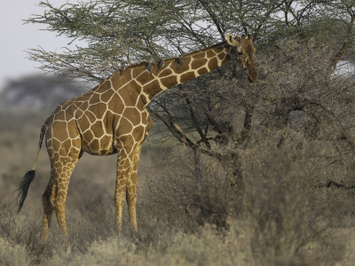 <i class='fa fa-user'></i> Paul van Giersbergen |   Roodsnavelossenpikker  <i class='fa fa-eye'> 128</i>  <i class='fa fa-thumbs-up'> 1</i>   <i class='fa fa-comment-o'> 20</i>