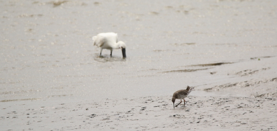 <i class='fa fa-user'></i> Ruben de Bruijn |   Tureluur  <i class='fa fa-eye'> 144</i>   <i class='fa fa-comment-o'> 19</i>