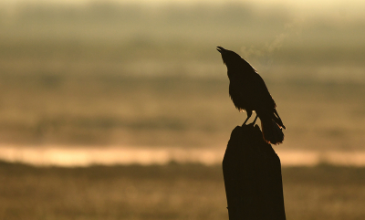 <i class='fa fa-user'></i> Eric Gibcus |   Zwarte Kraai  <i class='fa fa-eye'> 151</i>  <i class='fa fa-thumbs-up'> 3</i>   <i class='fa fa-comment-o'> 4</i>