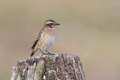 <i class='fa fa-user'></i> Gejo Wassink |   Paapje  <i class='fa fa-eye'> 214</i>  <i class='fa fa-thumbs-up'> 11</i>   <i class='fa fa-comment-o'> 9</i>