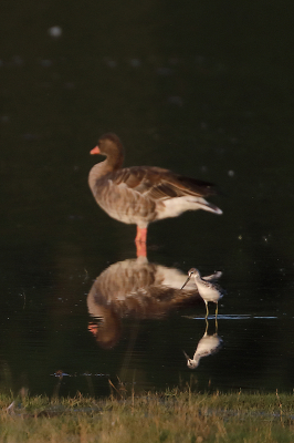 <i class='fa fa-user'></i> Alex Roetemeijer |   Groenpootruiter  <i class='fa fa-eye'> 139</i>  <i class='fa fa-thumbs-up'> 3</i>   <i class='fa fa-comment-o'> 22</i>