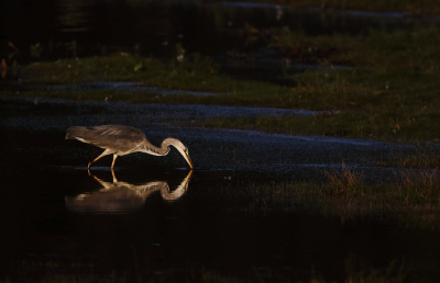 Spiegeltje spiegeltje.... natuurlijk kijkt deze reiger niet naar zichzelf maar zeker in het donkere water of er nog wat zwemt.