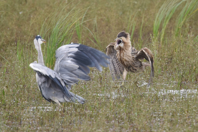 <i class='fa fa-user'></i> Gerard Visser |   Roerdomp  <i class='fa fa-eye'> 439</i>  <i class='fa fa-thumbs-up'> 39</i>   <i class='fa fa-comment-o'> 20</i>