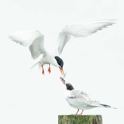 <i class='fa fa-user'></i> Conny Schotanus |   Visdief  <i class='fa fa-eye'> 104</i>  <i class='fa fa-thumbs-up'> 2</i>   <i class='fa fa-comment-o'> 19</i>