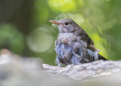 <i class='fa fa-user'></i> Katoo |   Merel  <i class='fa fa-eye'> 180</i>  <i class='fa fa-thumbs-up'> 5</i>   <i class='fa fa-comment-o'> 10</i>