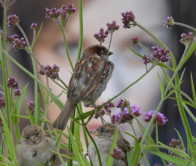 <i class='fa fa-user'></i> sieb |   Huismus  <i class='fa fa-eye'> 226</i>  <i class='fa fa-thumbs-up'> 3</i>   <i class='fa fa-comment-o'> 21</i>