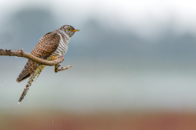 <i class='fa fa-user'></i> Hans Overduin |   Koekoek  <i class='fa fa-eye'> 365</i>  <i class='fa fa-thumbs-up'> 35</i>   <i class='fa fa-comment-o'> 15</i>