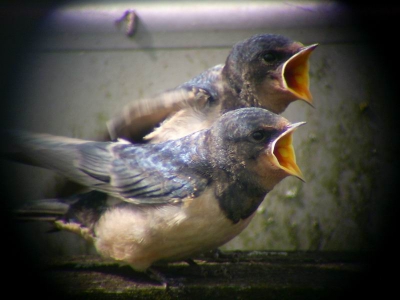 2 Juvenielen Boerenzwaluwen, die gevoerd worden.