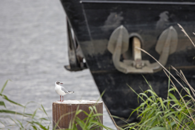 <i class='fa fa-user'></i> Erna Koelman |   Kokmeeuw  <i class='fa fa-eye'> 101</i>  <i class='fa fa-thumbs-up'> 3</i>   <i class='fa fa-comment-o'> 19</i>