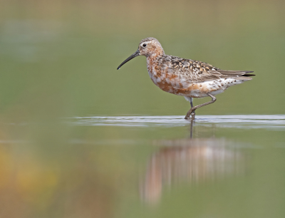 <i class='fa fa-user'></i> Krijn Dijkema |   Krombekstrandloper  <i class='fa fa-eye'> 332</i>  <i class='fa fa-thumbs-up'> 18</i>   <i class='fa fa-comment-o'> 7</i>