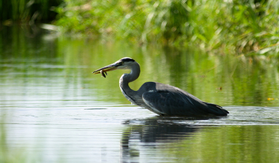 <i class='fa fa-user'></i> RTL |   Blauwe Reiger  <i class='fa fa-eye'> 111</i>  <i class='fa fa-thumbs-up'> 1</i>   <i class='fa fa-comment-o'> 20</i>