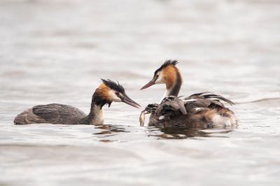 <i class='fa fa-user'></i> Ruud Scherpenisse |   Fuut  <i class='fa fa-eye'> 90</i>   <i class='fa fa-comment-o'> 21</i>