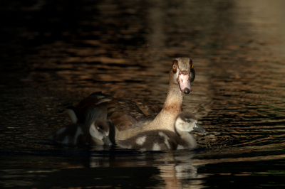 <i class='fa fa-user'></i> erwinhamer |   Nijlgans  <i class='fa fa-eye'> 96</i>  <i class='fa fa-thumbs-up'> 2</i>   <i class='fa fa-comment-o'> 19</i>