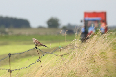 <i class='fa fa-user'></i> hjstukker |   Torenvalk  <i class='fa fa-eye'> 124</i>  <i class='fa fa-thumbs-up'> 4</i>   <i class='fa fa-comment-o'> 20</i>