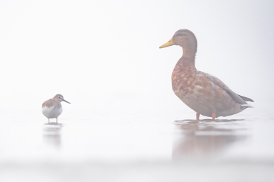 <i class='fa fa-user'></i> Vincent Vuik |   Oeverloper  <i class='fa fa-eye'> 148</i>  <i class='fa fa-thumbs-up'> 8</i>   <i class='fa fa-comment-o'> 26</i>