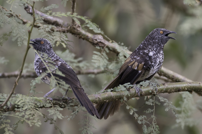 <i class='fa fa-user'></i> Paul van Giersbergen |   Hindes Babbelaar  <i class='fa fa-eye'> 179</i>  <i class='fa fa-thumbs-up'> 2</i>   <i class='fa fa-comment-o'> 1</i>