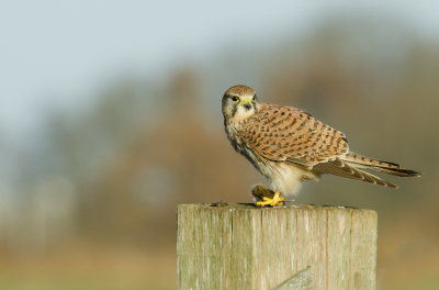 Deze torenvalk had net een muisje gevangen en is aan tafel gegaan om zijn maaltijd te nuttigen.