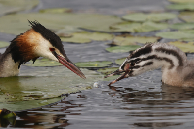 <i class='fa fa-user'></i> Ben Reitsma |   Fuut  <i class='fa fa-eye'> 94</i>  <i class='fa fa-thumbs-up'> 4</i>   <i class='fa fa-comment-o'> 18</i>