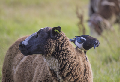 <i class='fa fa-user'></i> PeterBoers |   Ekster  <i class='fa fa-eye'> 104</i>  <i class='fa fa-thumbs-up'> 1</i>   <i class='fa fa-comment-o'> 18</i>