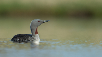 <i class='fa fa-user'></i> anevanrees |   Roodkeelduiker  <i class='fa fa-eye'> 479</i>  <i class='fa fa-thumbs-up'> 40</i>   <i class='fa fa-comment-o'> 14</i>