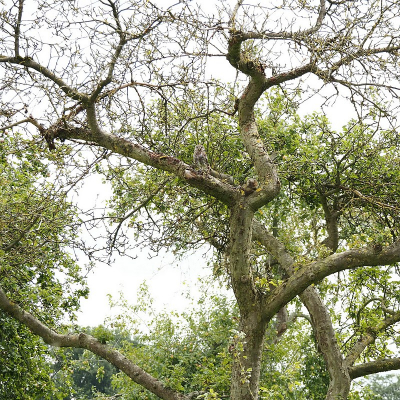 <i class='fa fa-user'></i> corvanspijk |   Steenuil  <i class='fa fa-eye'> 116</i>   <i class='fa fa-comment-o'> 22</i>