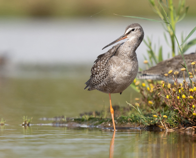 <i class='fa fa-user'></i> Krijn Dijkema |   Zwarte Ruiter  <i class='fa fa-eye'> 291</i>  <i class='fa fa-thumbs-up'> 13</i>   <i class='fa fa-comment-o'> 6</i>