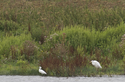 <i class='fa fa-user'></i> Gert-Jan Cromwijk |   Kleine Zilverreiger  <i class='fa fa-eye'> 98</i>   <i class='fa fa-comment-o'> 19</i>