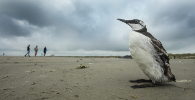 <i class='fa fa-user'></i> thijsglastra |   Zeekoet  <i class='fa fa-eye'> 325</i>  <i class='fa fa-thumbs-up'> 9</i>   <i class='fa fa-comment-o'> 17</i>