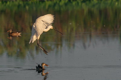 <i class='fa fa-user'></i> GeertN |   Lepelaar  <i class='fa fa-eye'> 114</i>  <i class='fa fa-thumbs-up'> 1</i>   <i class='fa fa-comment-o'> 18</i>