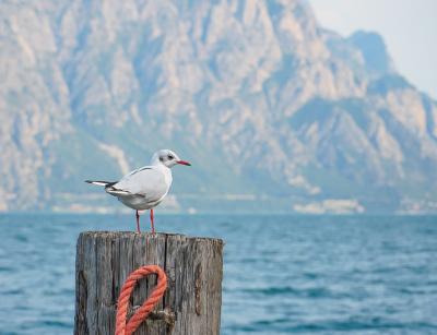 <i class='fa fa-user'></i> GerardvanDam |   Kokmeeuw  <i class='fa fa-eye'> 90</i>   <i class='fa fa-comment-o'> 19</i>