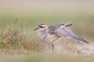 <i class='fa fa-user'></i> Henk Wiebe van der Meulen |   Morinelplevier  <i class='fa fa-eye'> 343</i>  <i class='fa fa-thumbs-up'> 25</i>   <i class='fa fa-comment-o'> 11</i>
